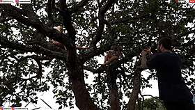 Enfiei a piroca na loira e na morena em cima da árvore no meio da rua