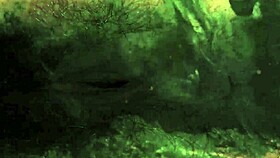 Vintage taboo pussy & pooch