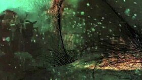 Vintage taboo pussy & pooch