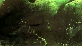 Vintage taboo pussy & pooch