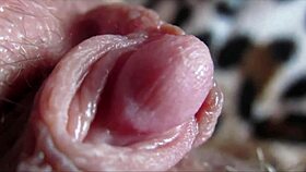 i watched as the huge clitoris had an intense orgasm in closeup