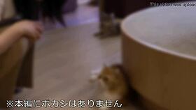 【素人女子大生】身長175cmモデル美女22歳 かおりちゃん　恵まれた高身長、ねこ好き読モ女子大生の絶品ボディを欲望のままに堪能する！！世界レベルの女神