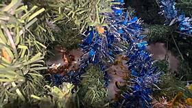 busty girl gives new year gift to her perverted old lover