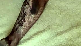 I was woken up with a surprise on my ass by Klaudiaambergirl