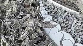 Boldly discover chiang rai's magical white temple adventure