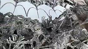 Boldly discover chiang rai's magical white temple adventure