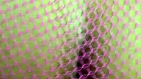 cuzinho guloso piscando plug anal 😈🍑