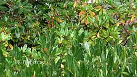 hey watch this skinny tattooed granny flash nude in public parks?