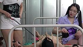 Japanese mistresses tease masochists nipples before intense cbt domination training