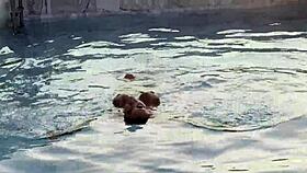 Monika Fox gives blowjob, rimming and golden shower by pool at sunset for free