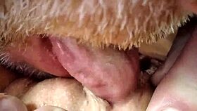 Crazy sexy granny delivers cunni and blowjob in closeup dogging scene