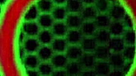 lucky miss raquel moans as sara jay twerks on her face