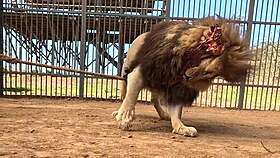 imagine the fastest car racing a cheetah head-to-head