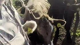 Happy Hippie Country Girl Chats With Cows