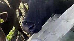 Happy Hippie Country Girl Chats With Cows