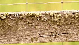 damn mishel karen leo embers orgy im so fuckin lucky