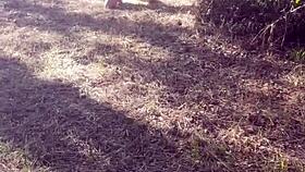 bound slave dressed for outdoor training and hardcore exhib