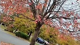 i goofed up sharing first time love song remakes from old tunes