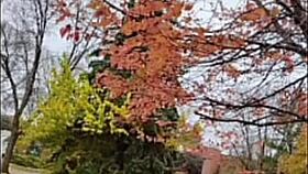 i goofed up sharing first time love song remakes from old tunes