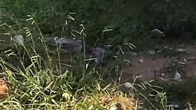 i called him over fucked wildly in the bushes