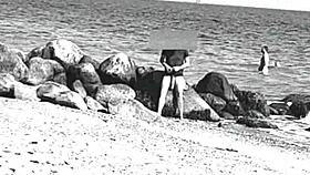 Huge cocks swing free on nudist beach voyeur style