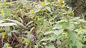 i slept with busty hairy stranger from the bush bent over doggystyle