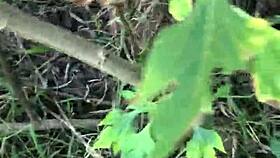 i called him over fucked wildly in the bushes