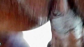 Swollen Juicy Pussy Pounded Drilled by BBC Monster Cock