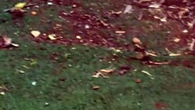 Wife relaxes in garden while i secretly film 😏🌿