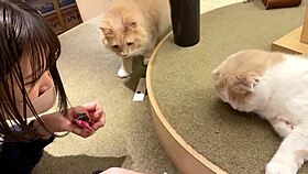 Big Tits Japanese Slut Creampied Three Times Raw