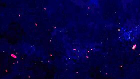 hey mia bloom finally takes hanzo black's massive bbc balls deep in her tight ass for the first time ever with skinny latina riding and orgasms