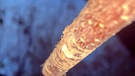 Forest Witch's Tight Pussy Takes Monster Cock Creampie Outdoors