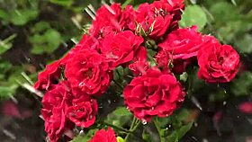 college buddy bangs my wet pussy hard and deep