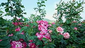 college buddy bangs my wet pussy hard and deep