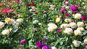 college buddy bangs my wet pussy hard and deep