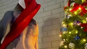 check out my fun christmas toy play session right here