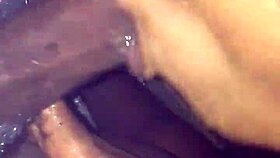 Williecum carplay sloppy blowjob